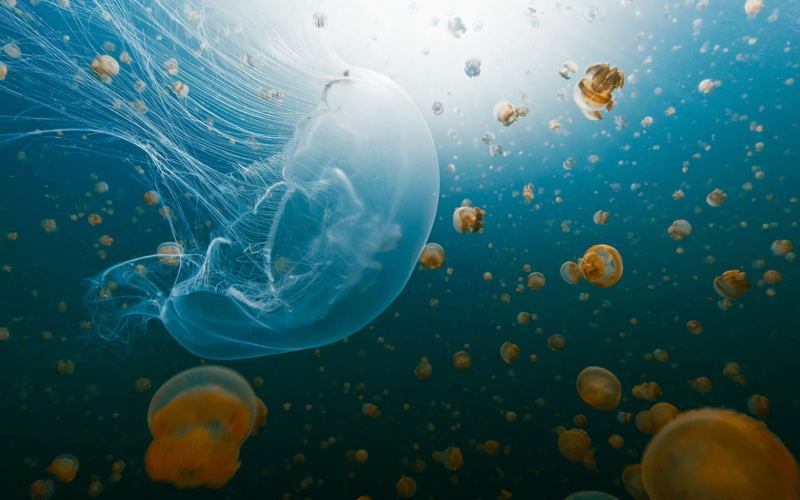 NASA Sent Thousands of Jellyfish to Space in 1991. The Babies Born Up There Couldn't Handle Earth