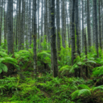 Scientists Stumbled Back Onto a Forest Experiment Abandoned for 30 Years, and the Results Stunned Them