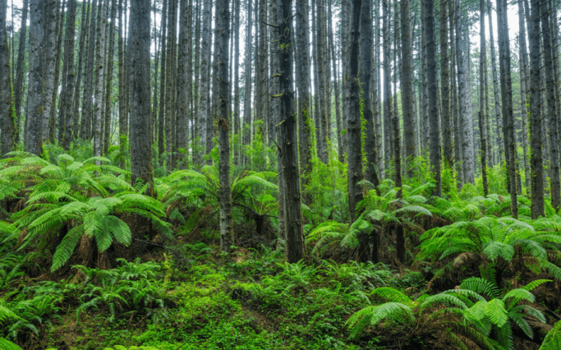 Scientists Stumbled Back Onto a Forest Experiment Abandoned for 30 Years, and the Results Stunned Them